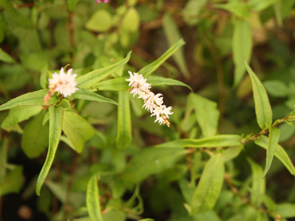 Coriandre vietnamienne, Rau Ram, Menthe&nbsp;vietnamienne