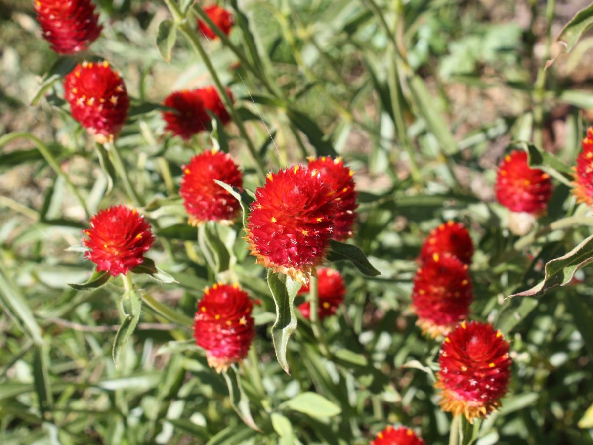 Amarantine écarlate, Amarantine&nbsp;fraise