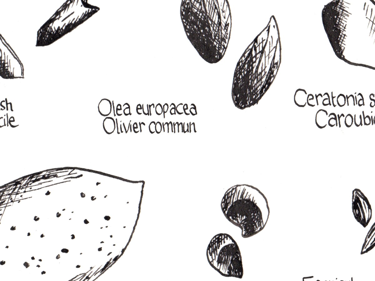 Annuelle, Bisannuelle ou Vivace&nbsp;?