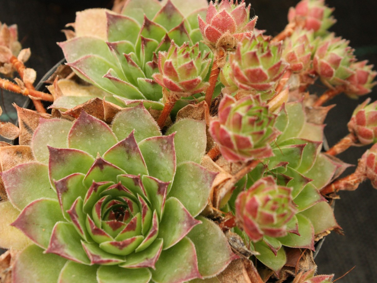 Joubarbe, Barbe de&nbsp;Jupiter