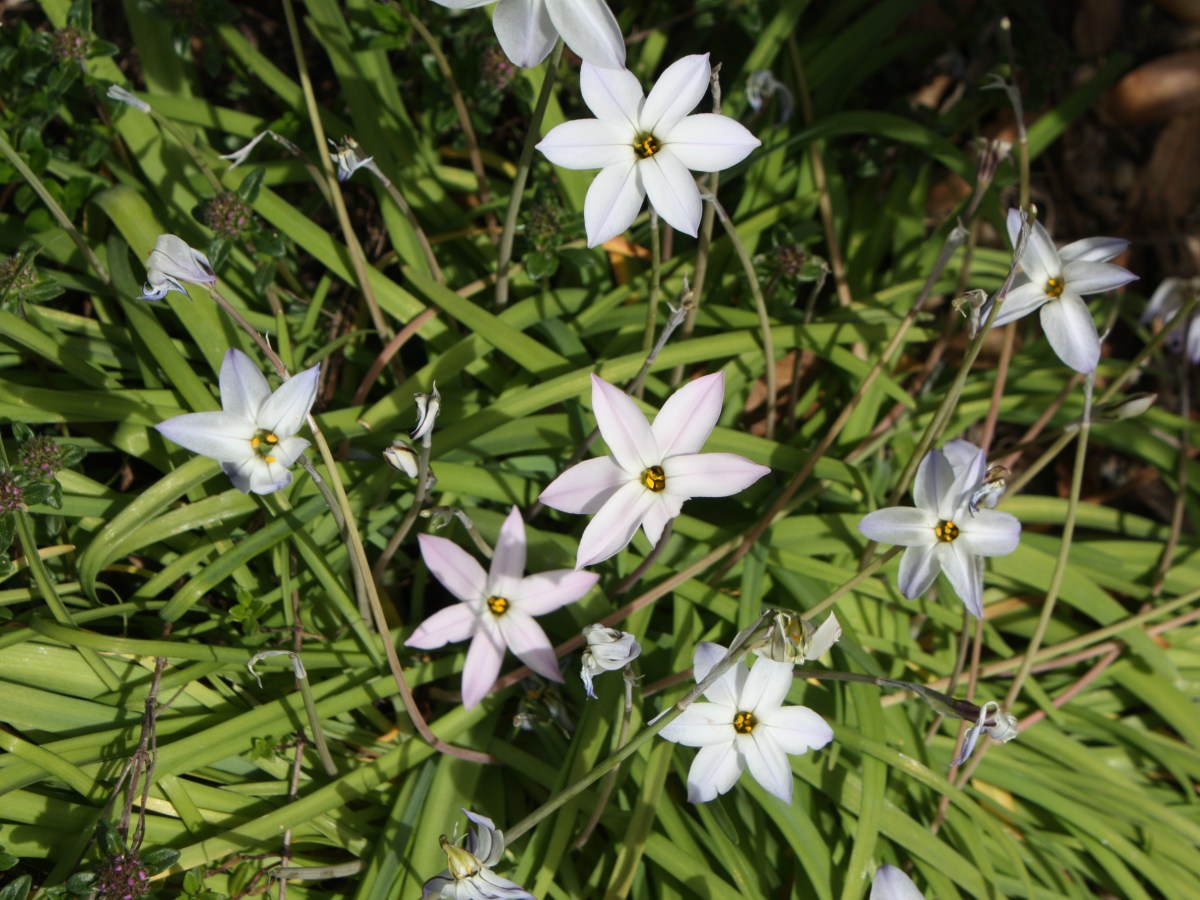 Ail des Incas, Étoile de&nbsp;printemps