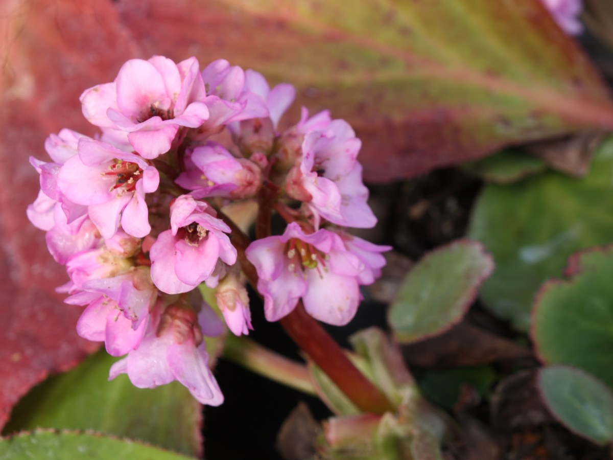Bergénie, Plante des savetiers, Saxifrage de&nbsp;Sibérie