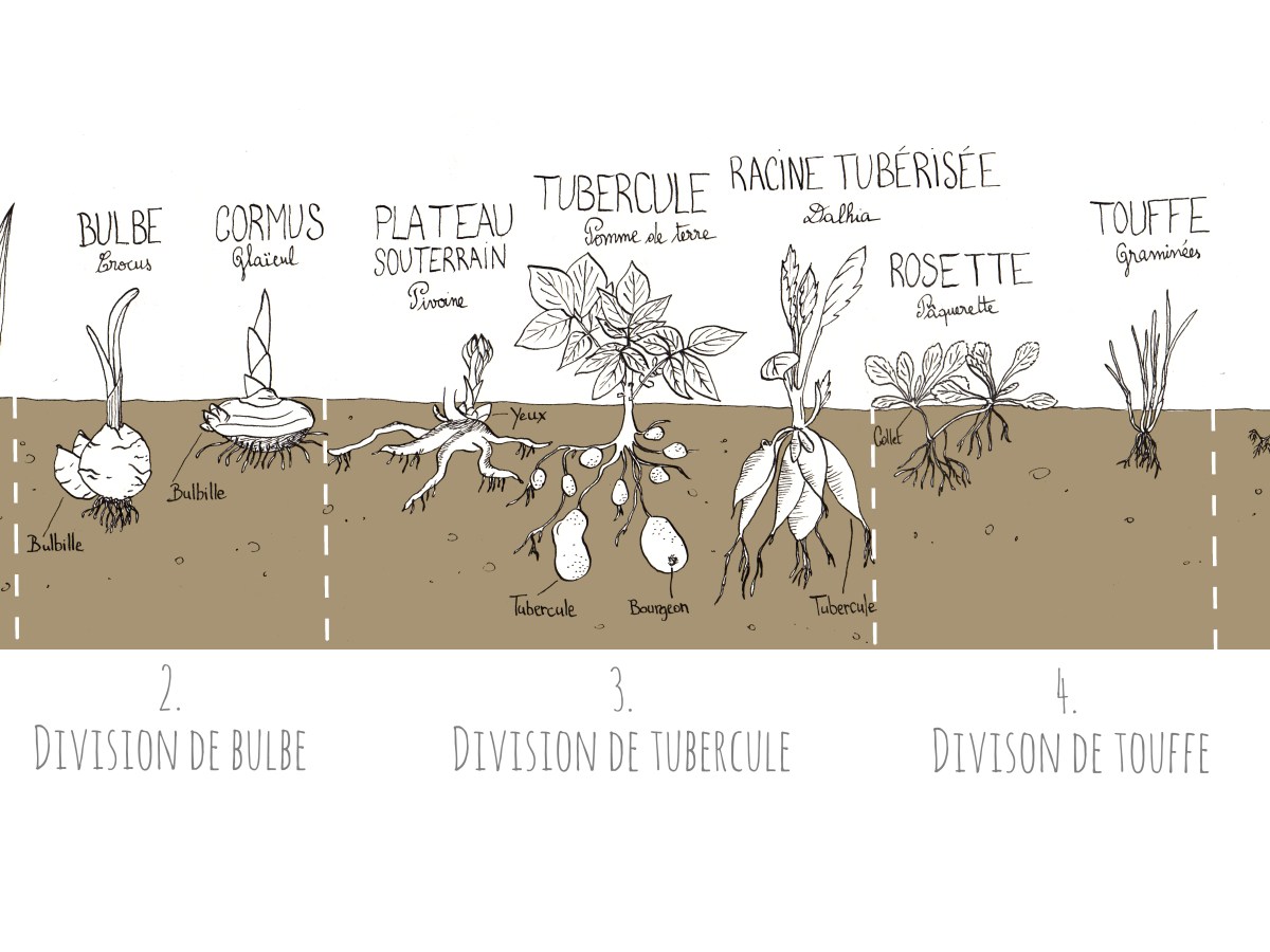 La division et le&nbsp;marcottage