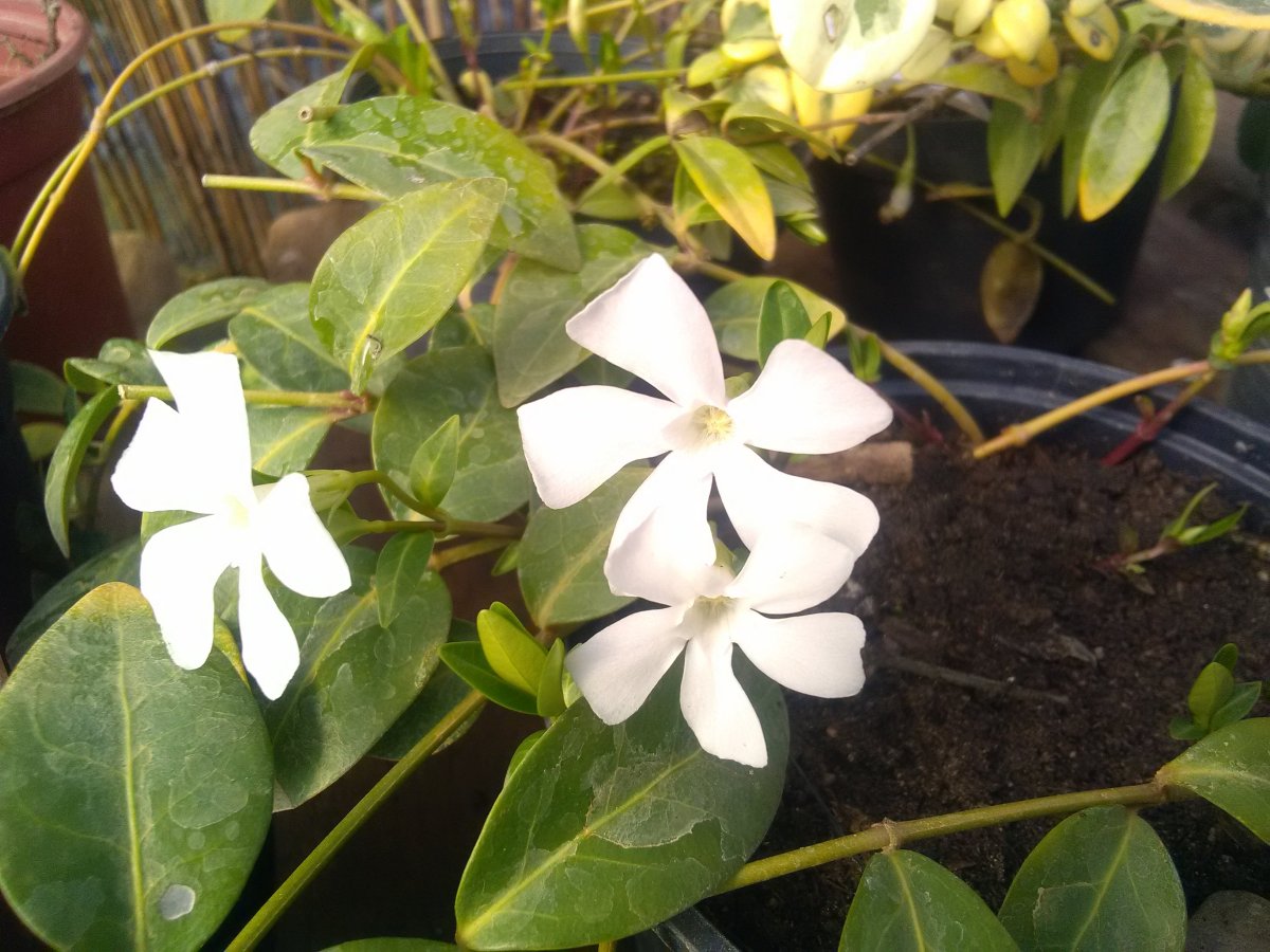 Petite pervenche blanche, Violette des&nbsp;sorciers