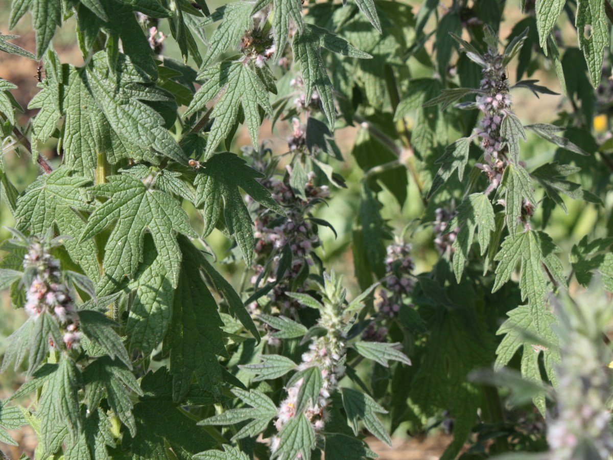 Agripaume cardiaque, Coeur de&nbsp;Lion