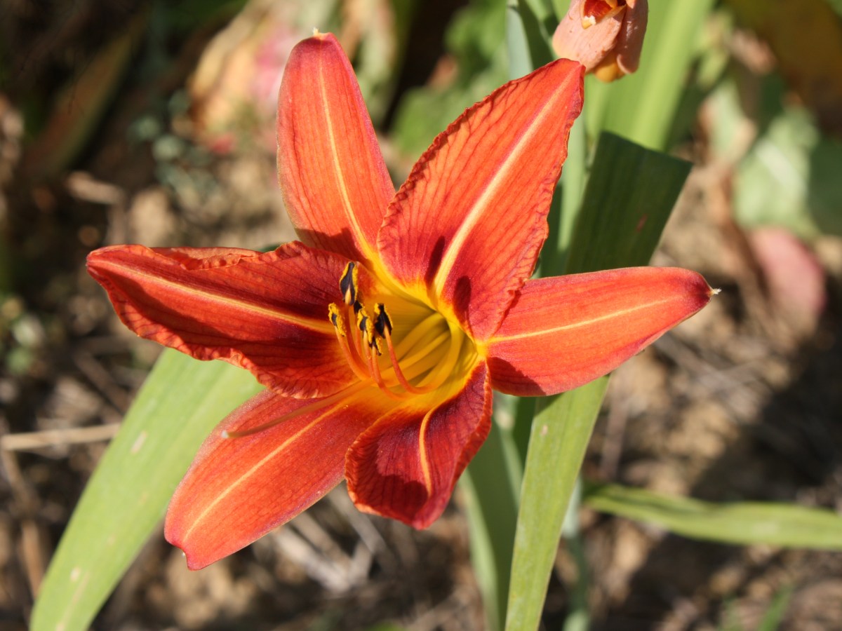 Hémérocalle Fauve, Lis d&rsquo;un&nbsp;jour