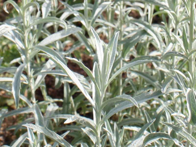 Armoise ludoviciana, Sauge&nbsp;blanche