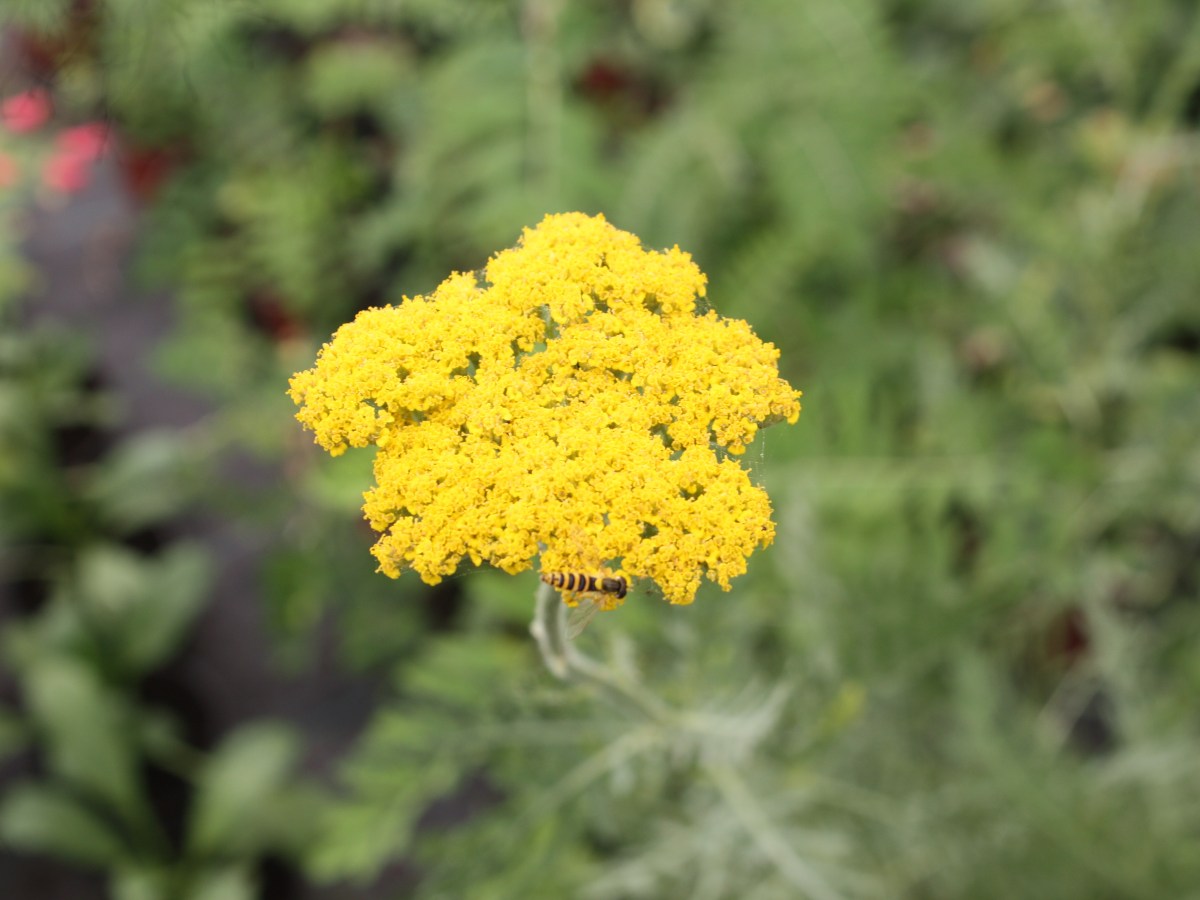 Achillée jaune