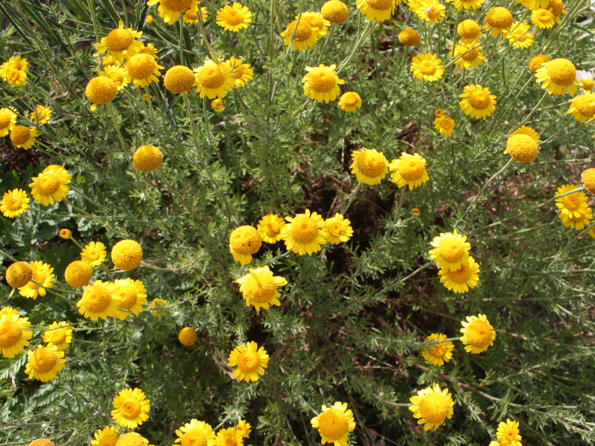 Camomille des teinturiers