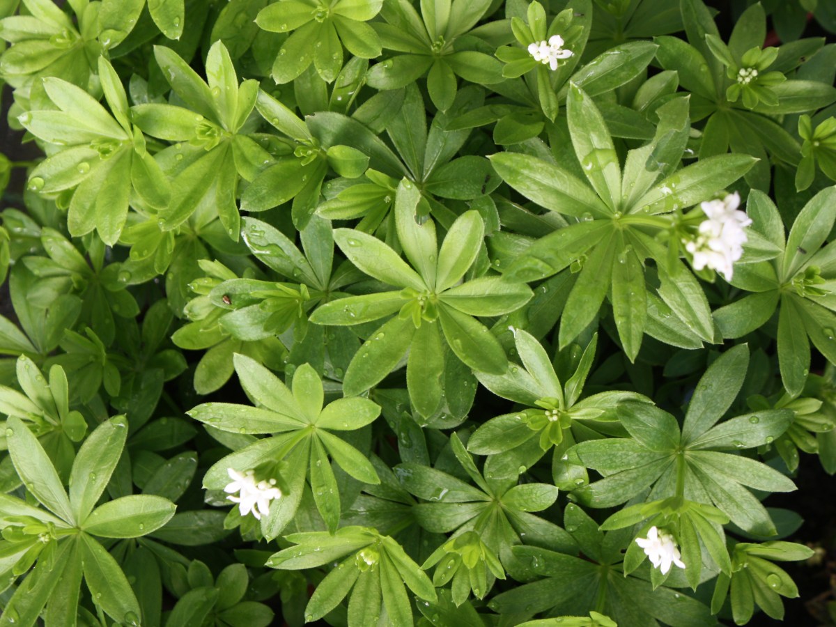 Aspérule odorante, Gaillet odorant, Thé&nbsp;suisse