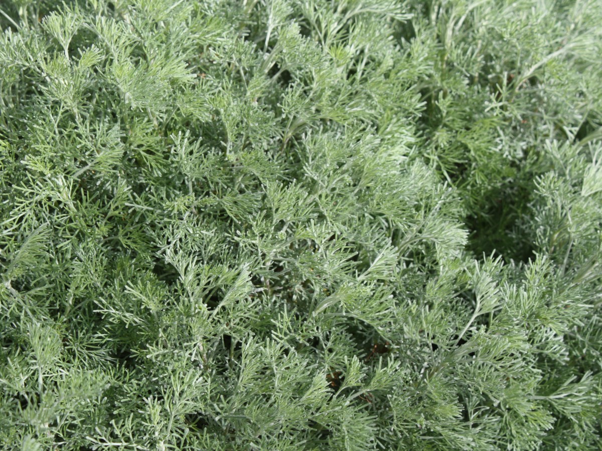 Arquebuse, Aurone, Armoise&nbsp;cola