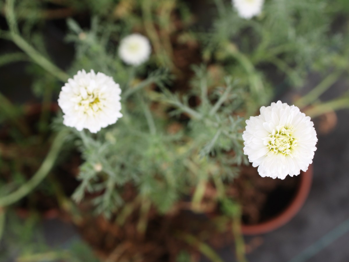 Camomille romaine à fleur&nbsp;double