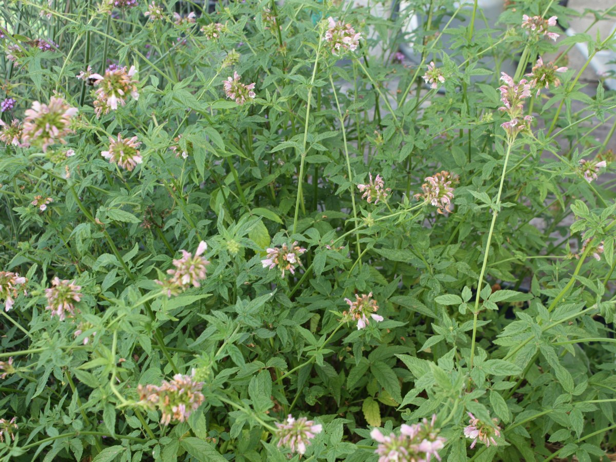 Baume de Galaad,&nbsp;Cédronelle