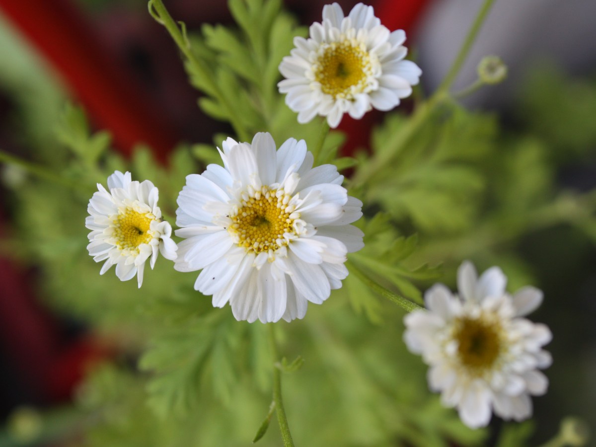 Camomille ? oui, mais laquelle&nbsp;?