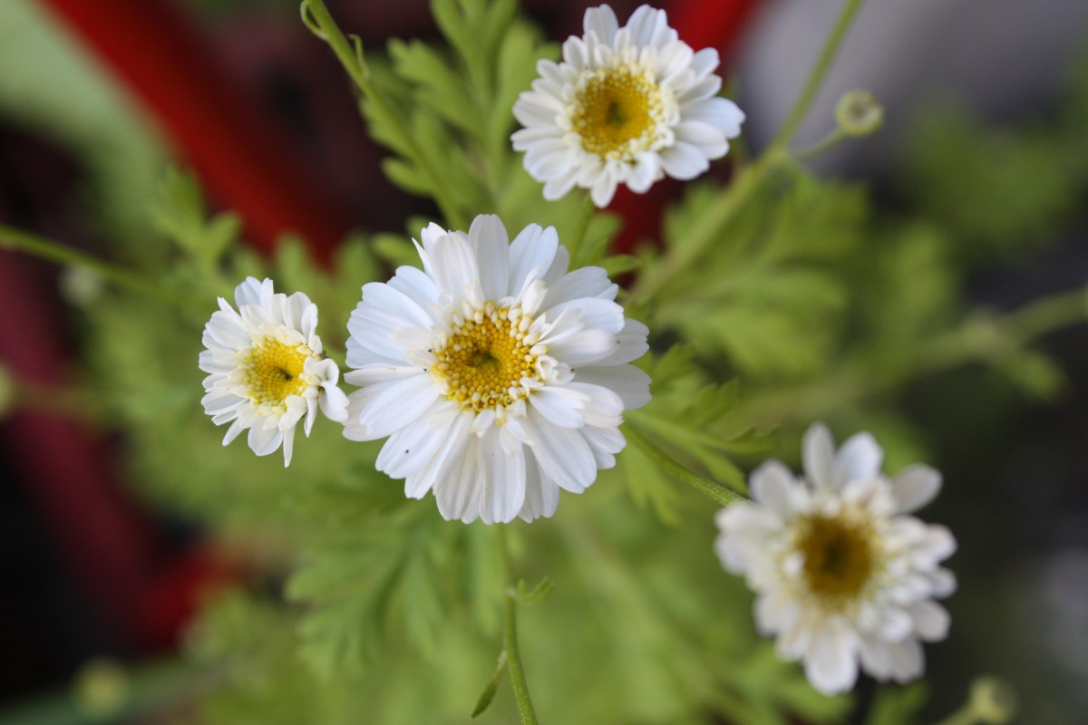 Camomille ? oui, mais laquelle&nbsp;?