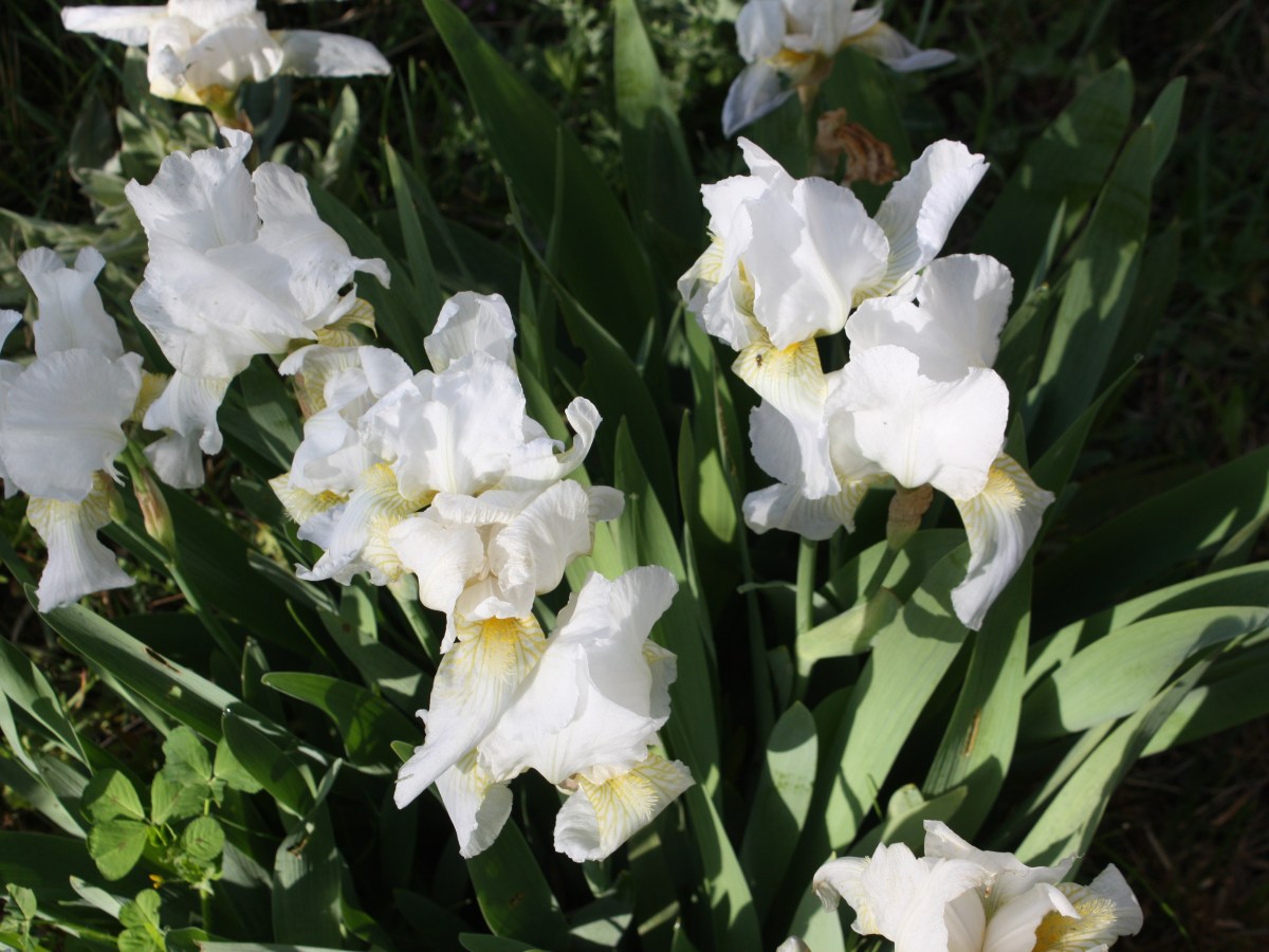 Iris de Florence, Iris des&nbsp;parfumeurs