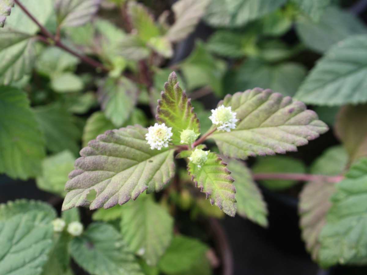 Herbe à sucre des Aztèques, Verveine&nbsp;sucrante