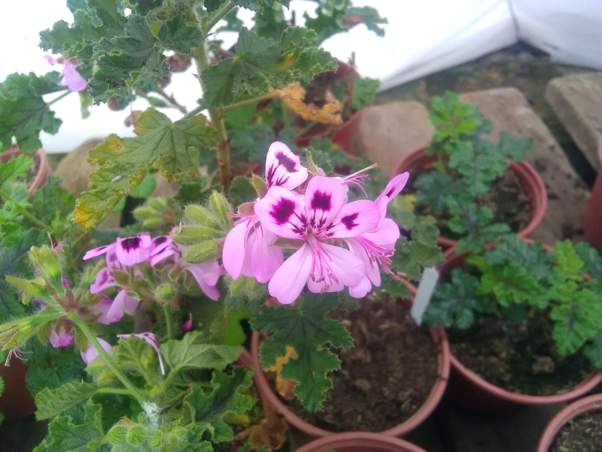 Pelargonium à odeur de&nbsp;poivre