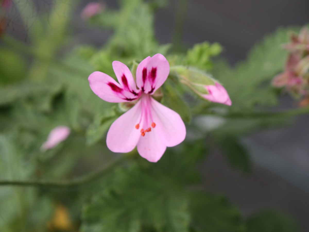 Pelargonium à feuille de&nbsp;chêne