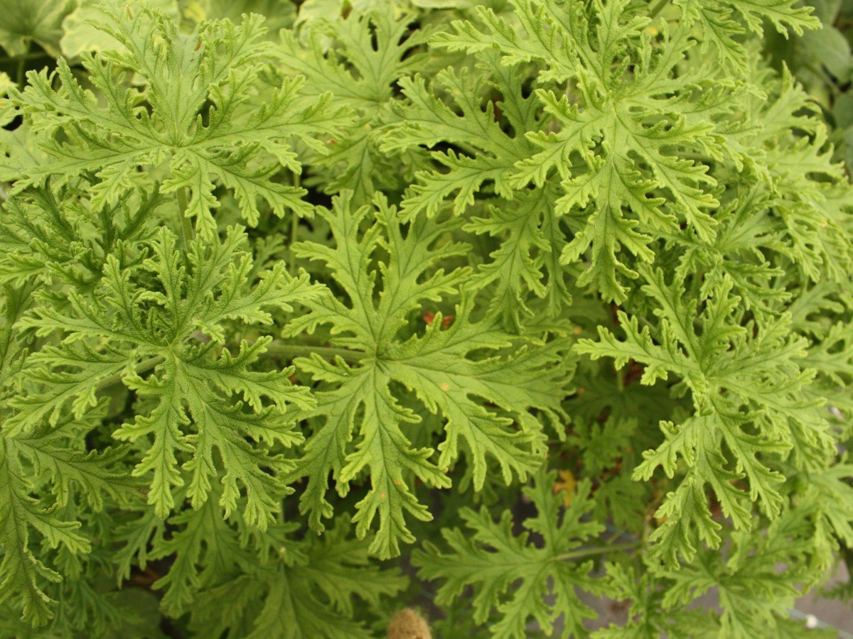 Pelargonium citronnelle