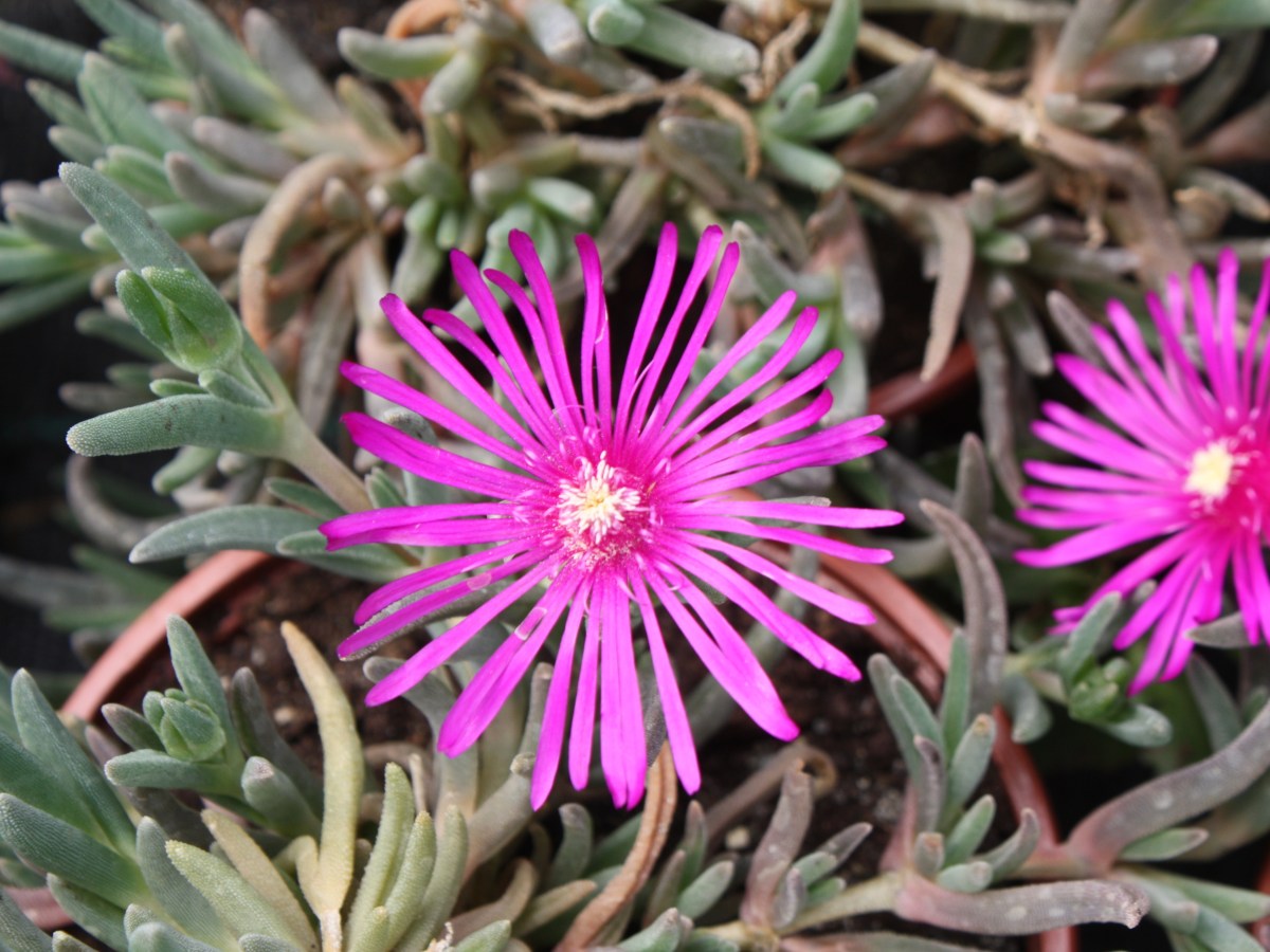 Pourpier vivace, Pourpier de&nbsp;Cooper