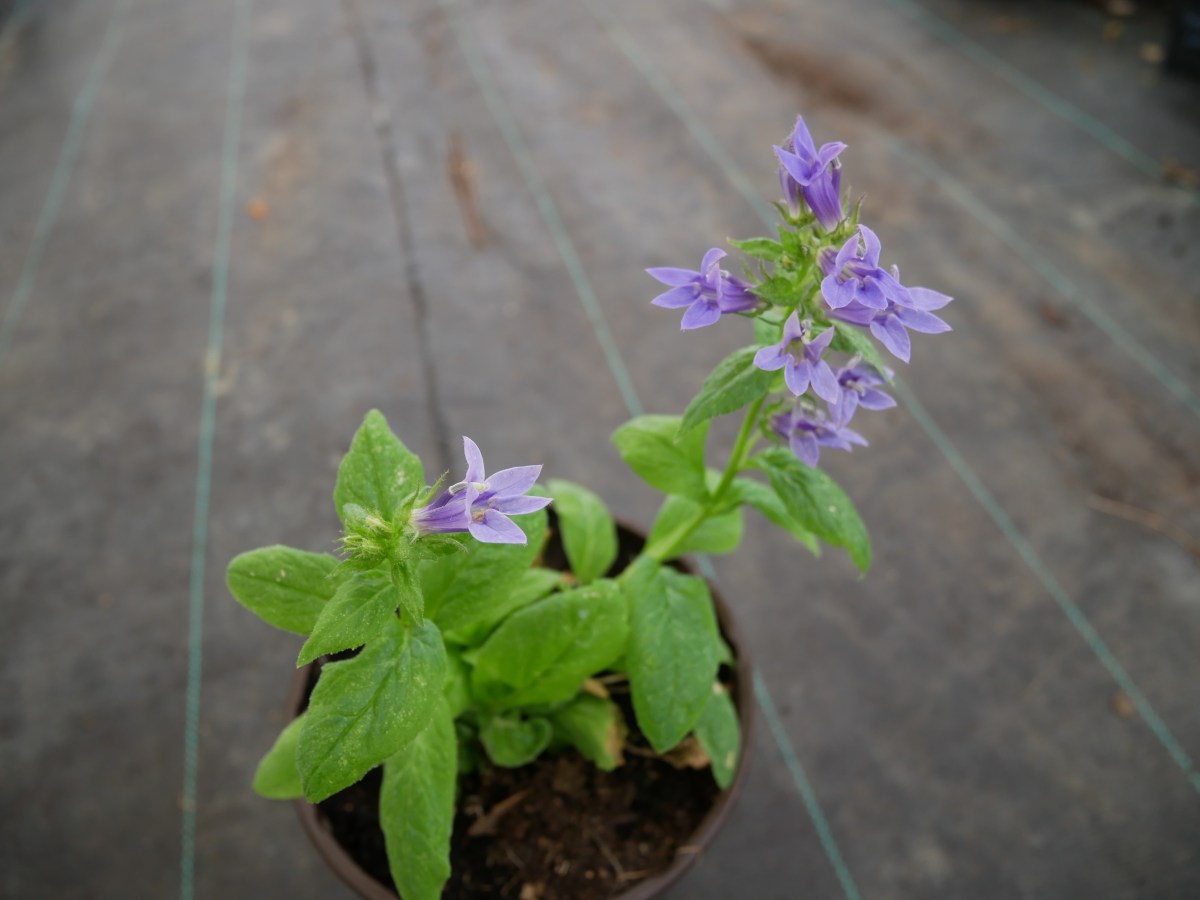 Grande lobélie bleue