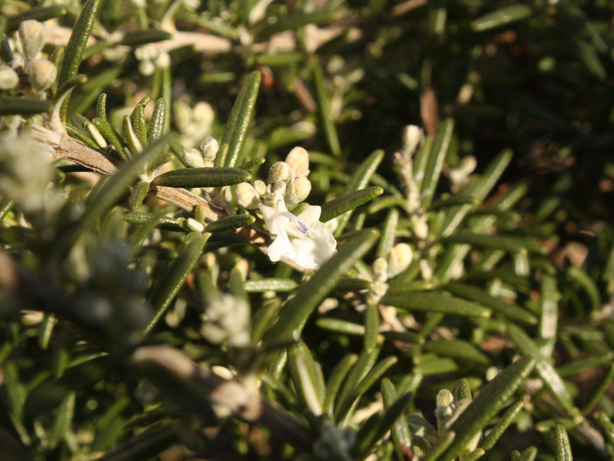 Romarin officinal blanc