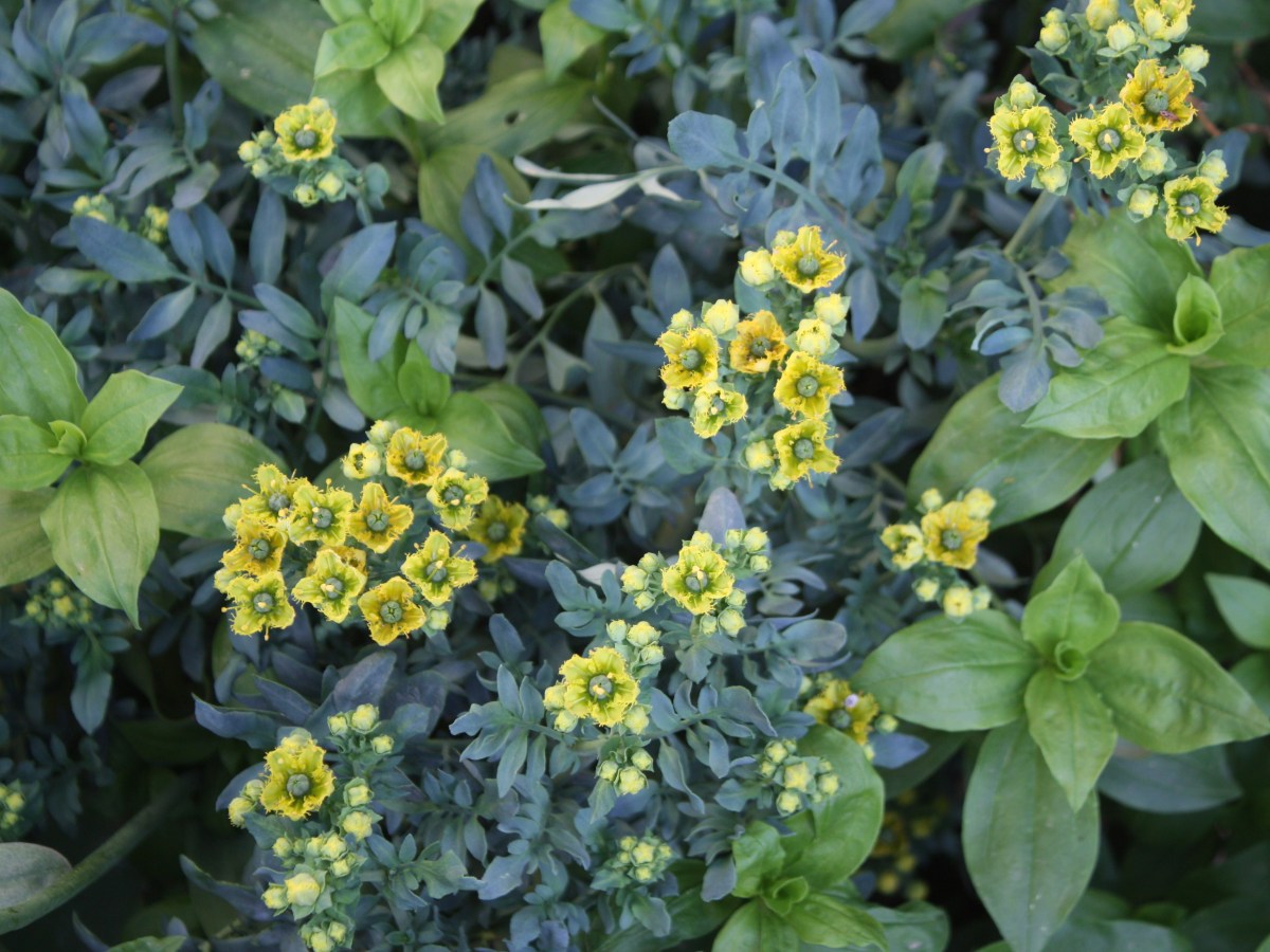 Rue de Chalep, Rue&nbsp;d&rsquo;Alep