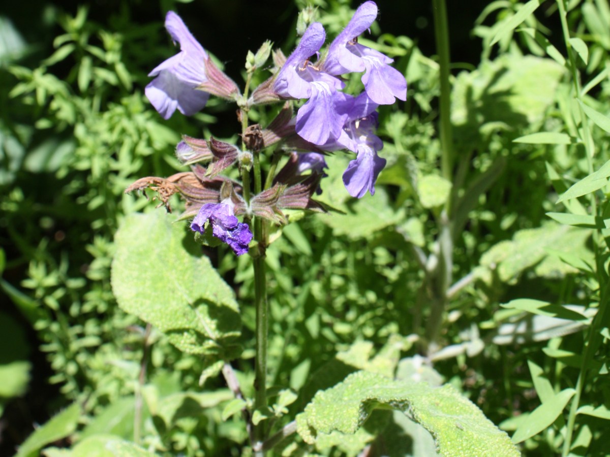 Sauge de Crête, Sauge&nbsp;trilobée