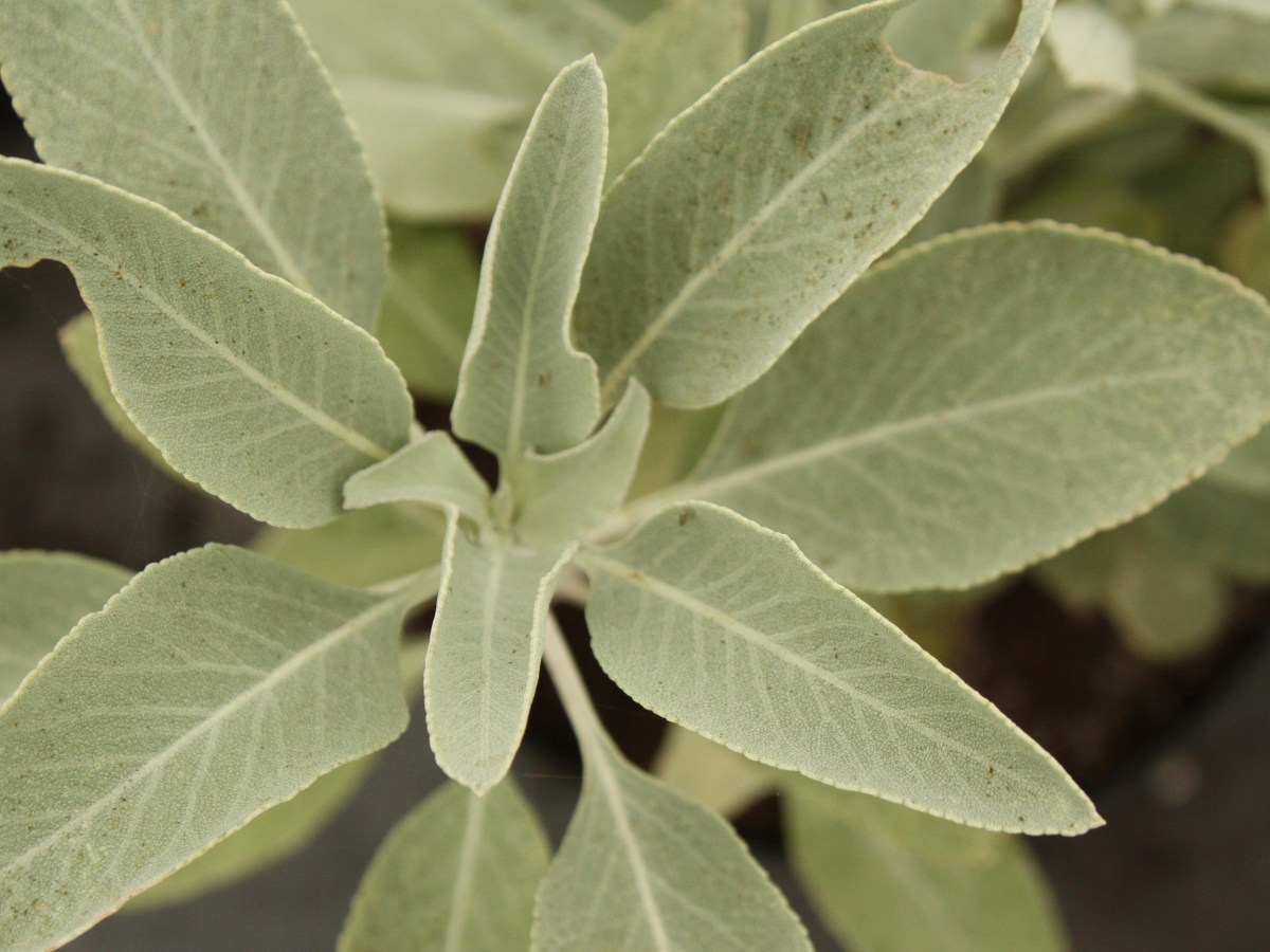 Sauge blanche, Sauge&nbsp;apiana