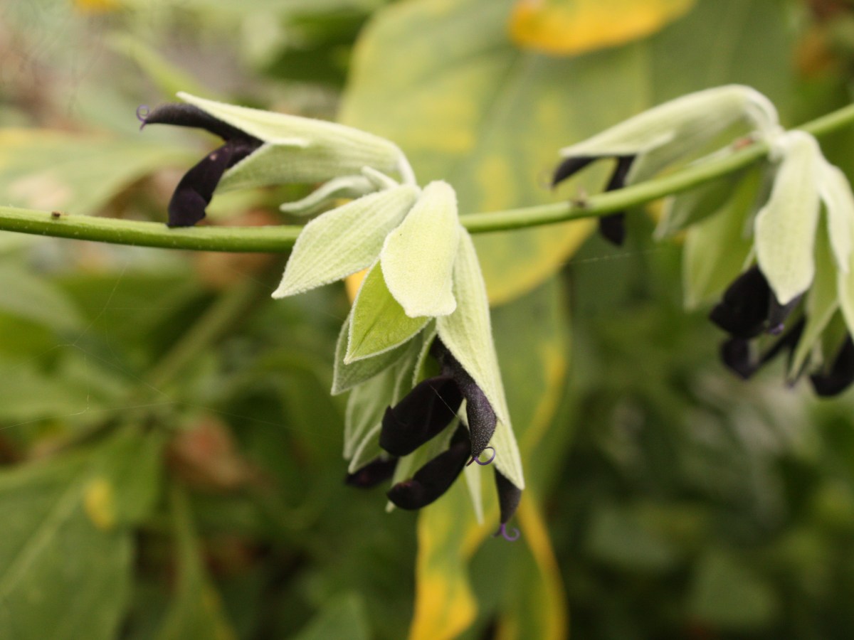 Sauge Cassis, Sauge&nbsp;discolore