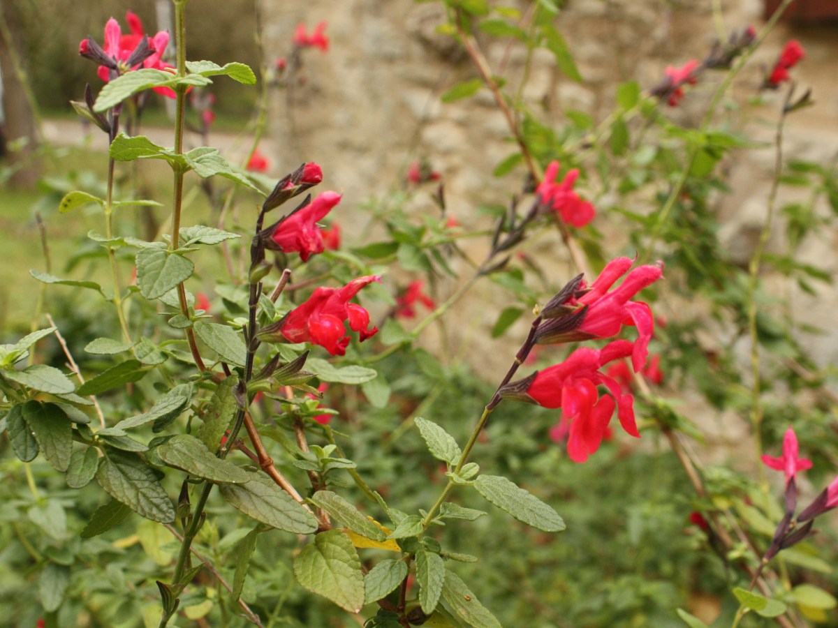 Sauge de Graham, sauge à petites&nbsp;feuilles