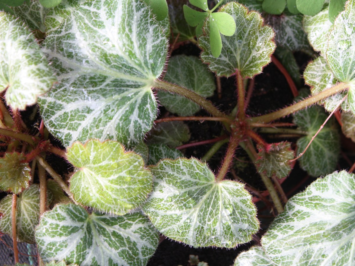 Saxifrage à stolons