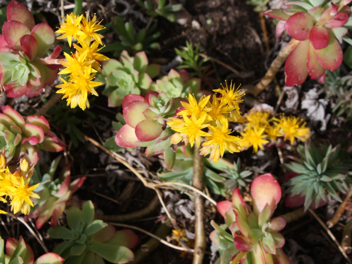Sedum de palmer