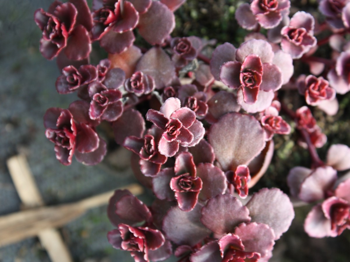 Sedum rouge, Sedum&nbsp;bâtard