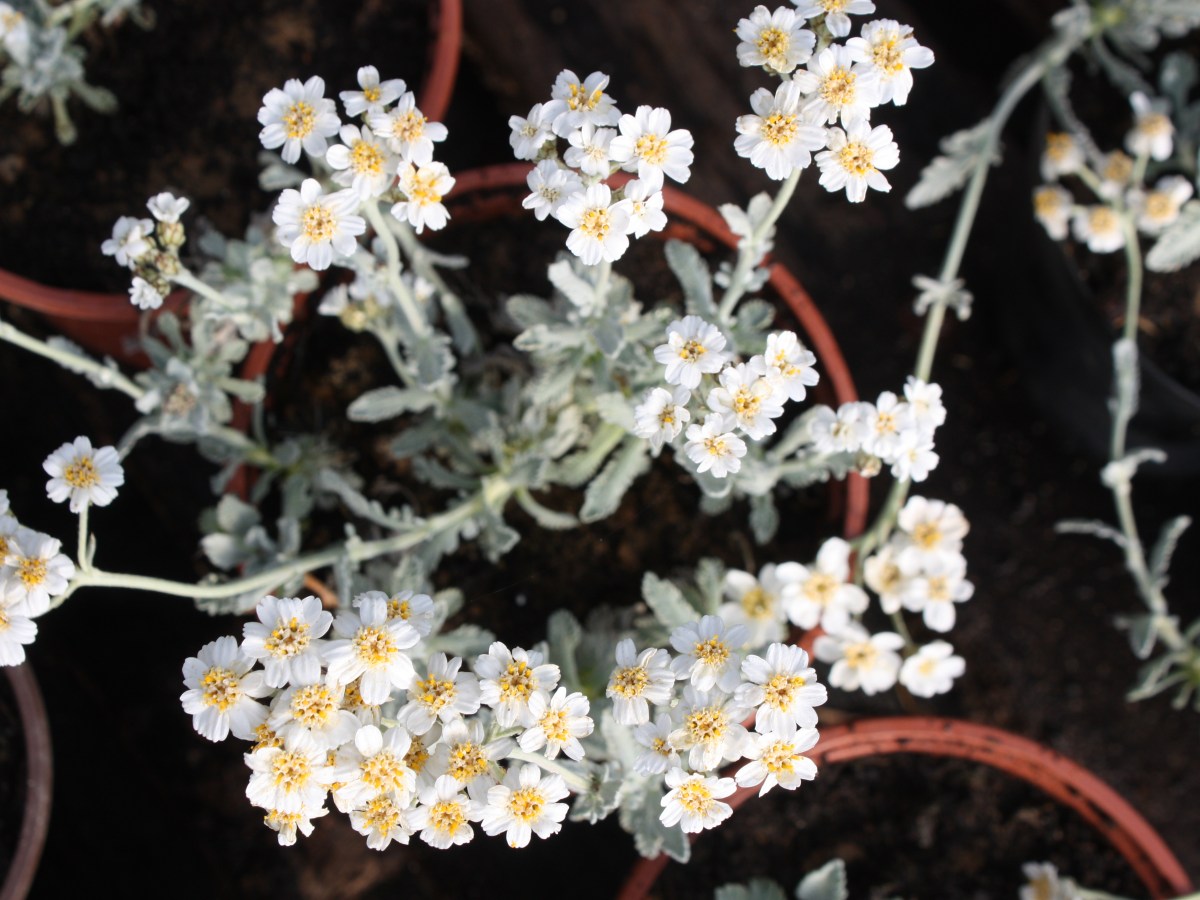 Achillée à ombelles