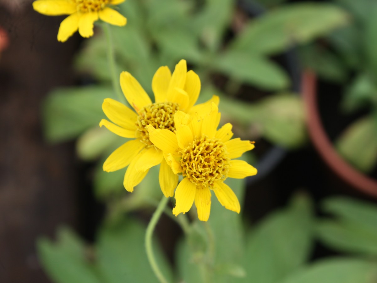 Arnica du Mexique ou des&nbsp;plaines