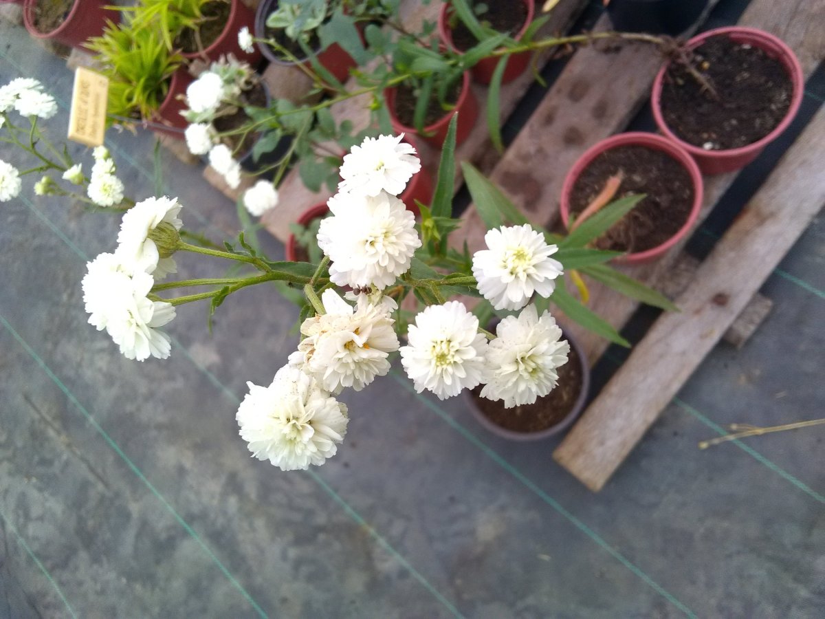 Bouton d&rsquo;argent, Herbe à&nbsp;éternuer