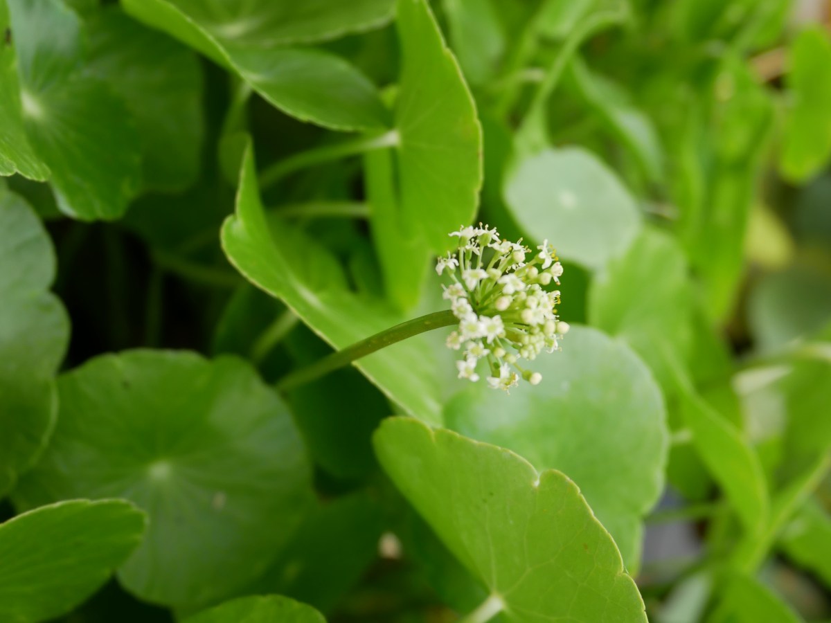 Hydrocotyle en ombelle