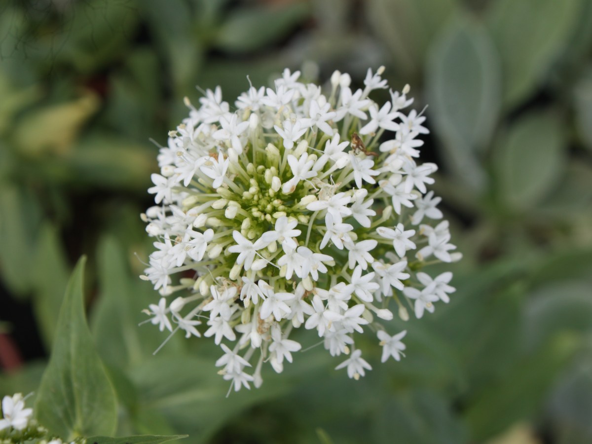 Valériane des jardins&nbsp;blanche