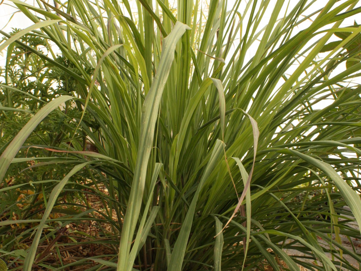 Citronnelle de Madagascar