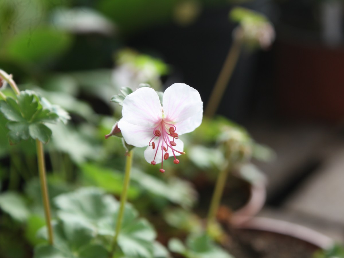 Géranium à gros rhizome&nbsp;blanc