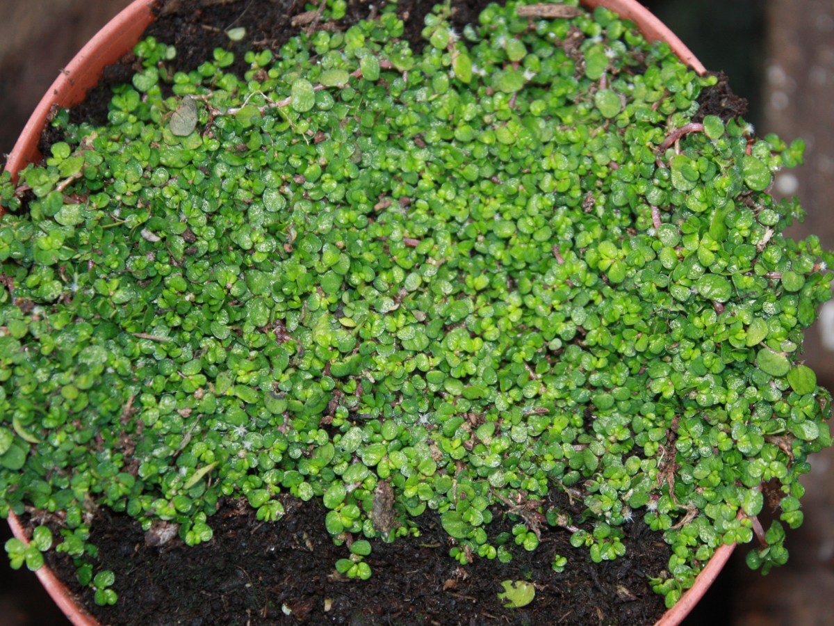 Helxine, larme d&rsquo;ange