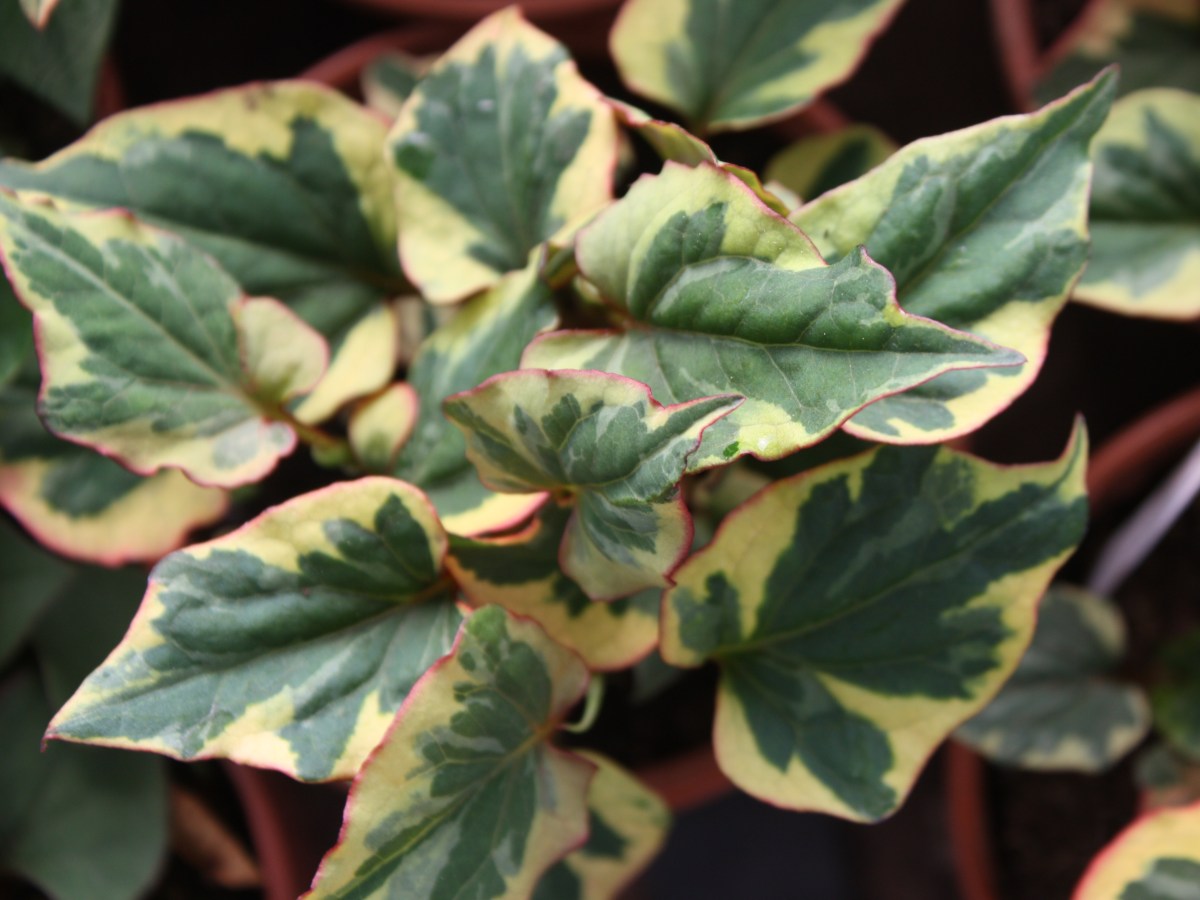 Herbe à poivre, coriandre des&nbsp;bois