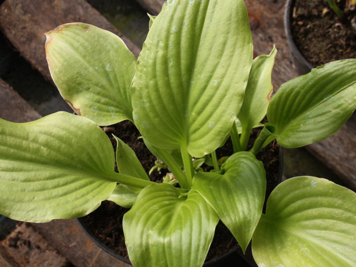 Hosta parfumée, Lys&nbsp;d&rsquo;août