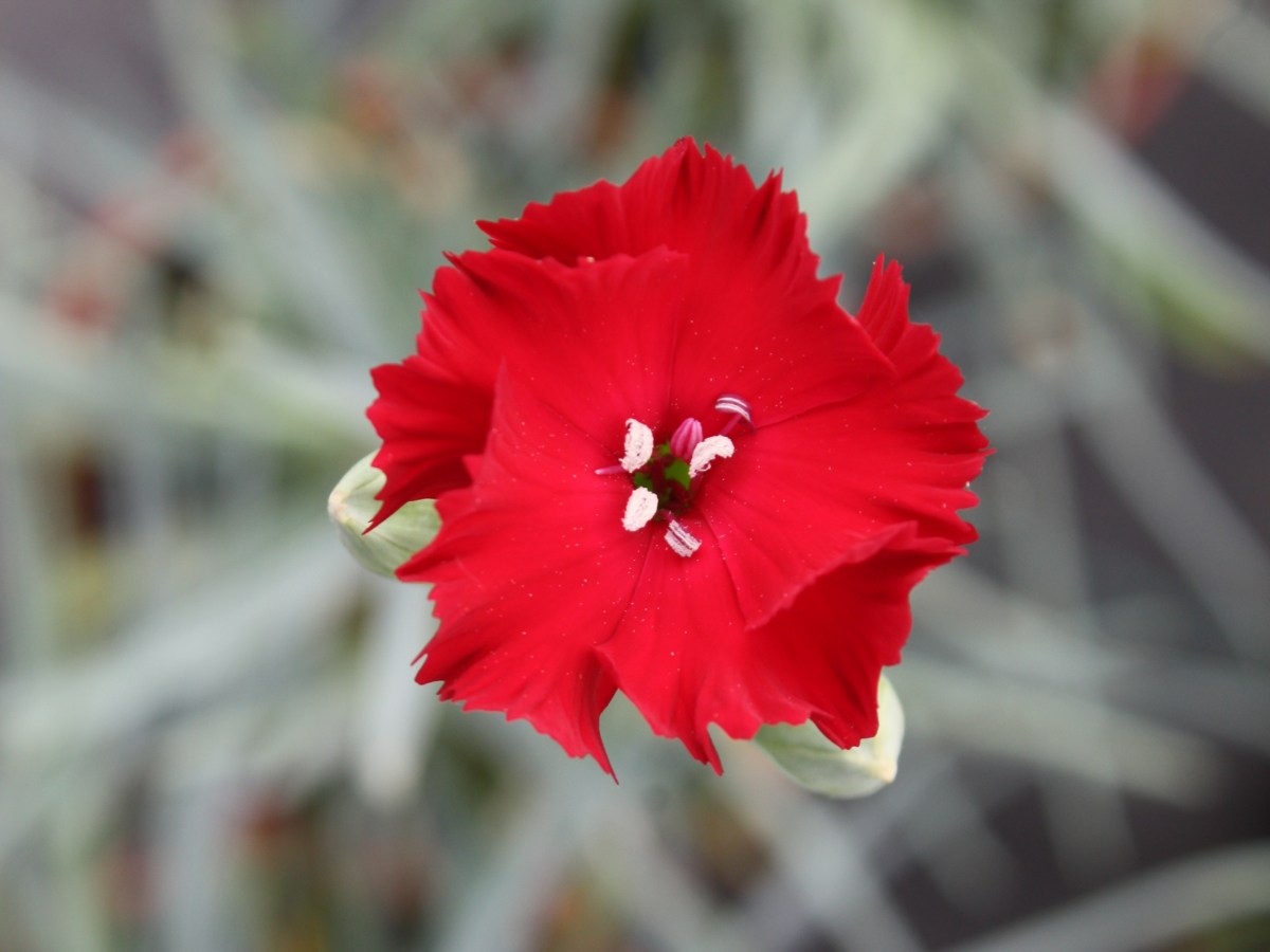 Oeillet des fleuristes