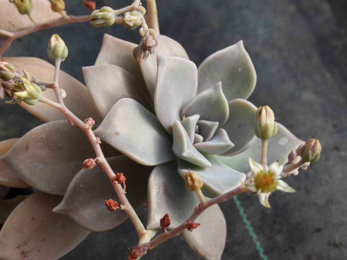 Plante de porcelaine