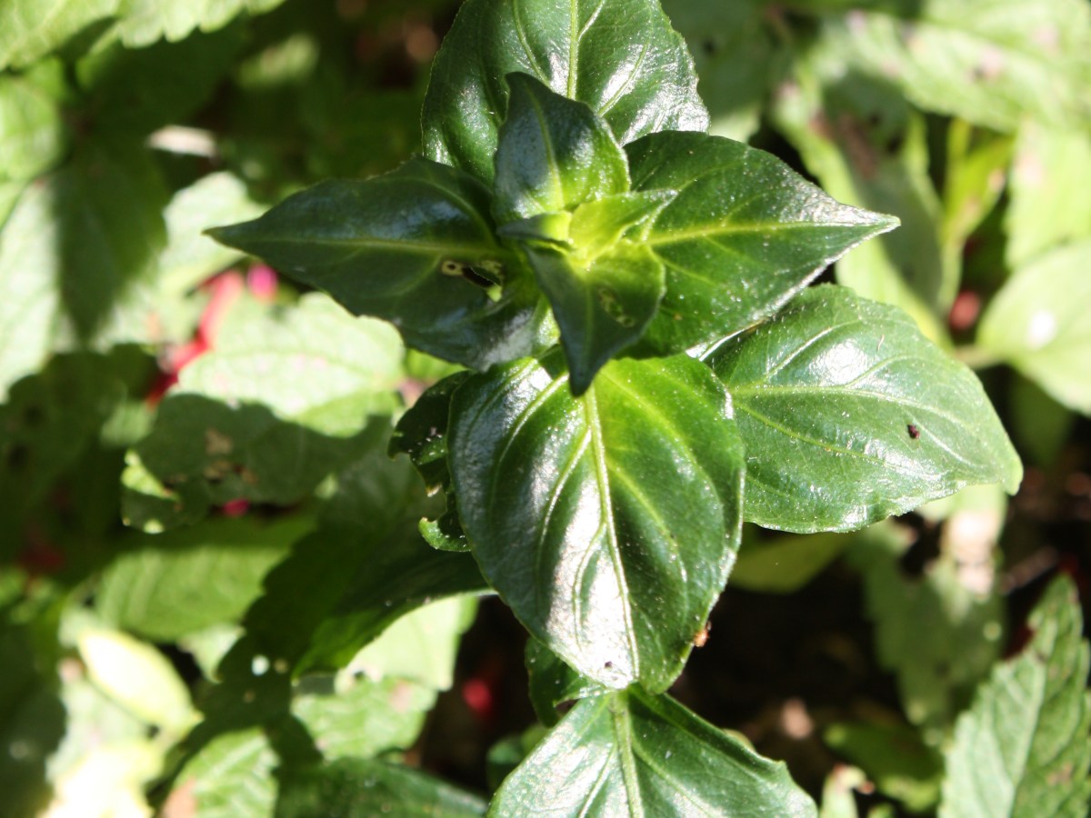 Plante à champignon