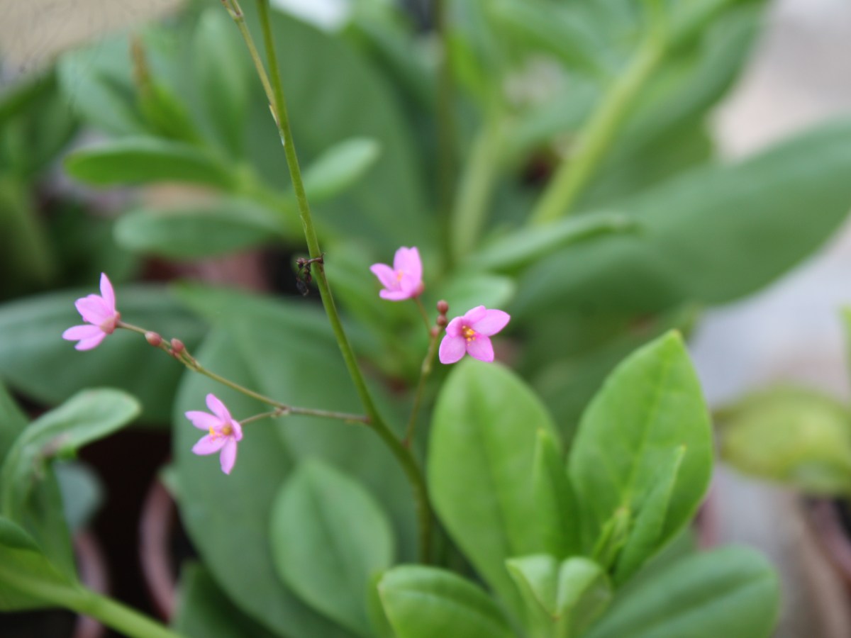 Joyaux d&rsquo;Ophar, Tu Ren&nbsp;Shen