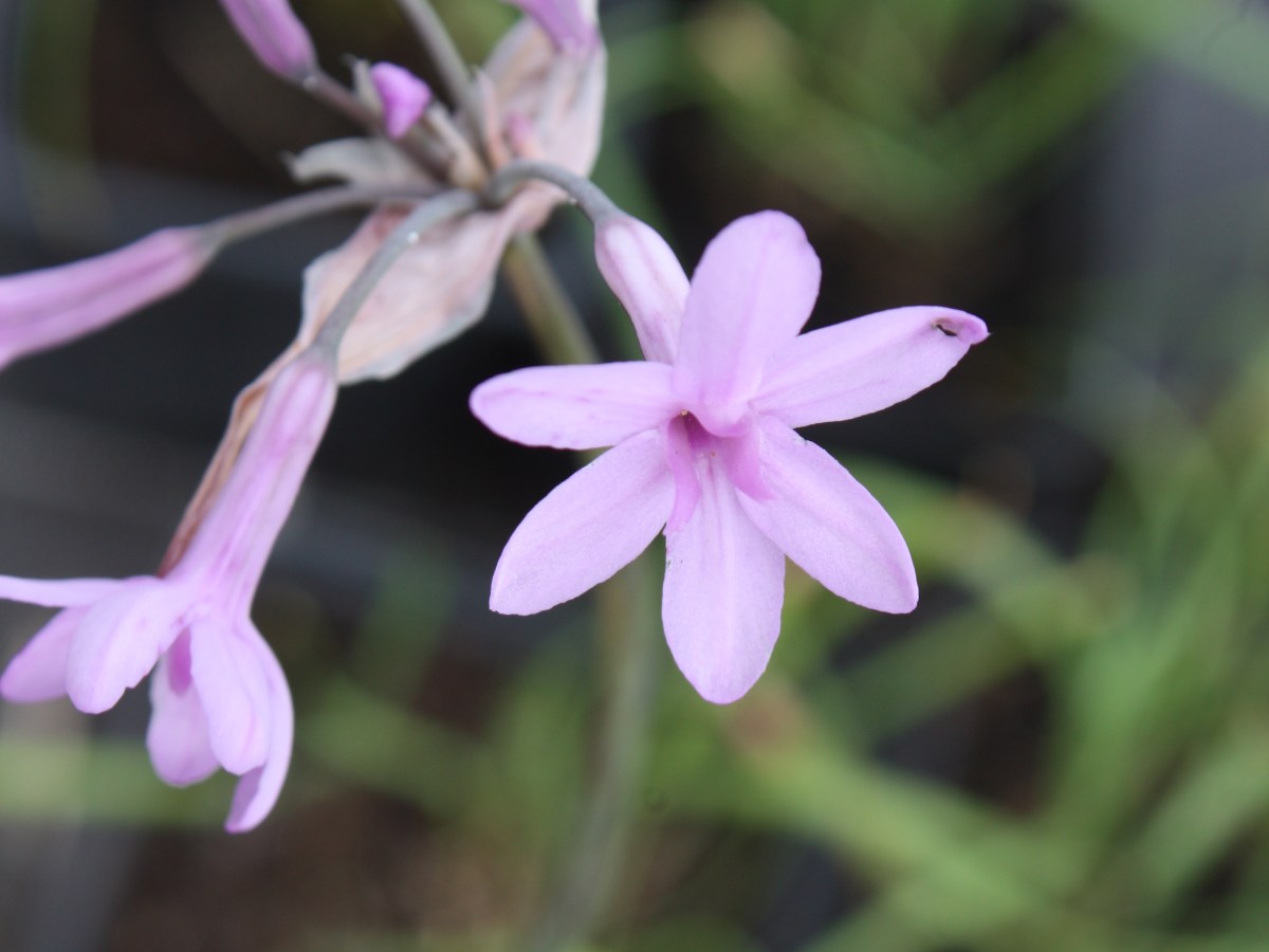 Ail violet d&rsquo;Afrique du&nbsp;Sud